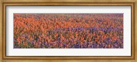 Framed Texas Bluebonnets and Indian Paintbrushes in a field, Texas, USA