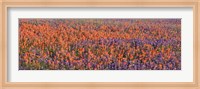 Framed Texas Bluebonnets and Indian Paintbrushes in a field, Texas, USA