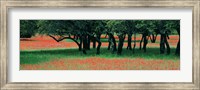 Framed Indian Paintbrushes And Scattered Oaks, Texas Hill Co, Texas, USA