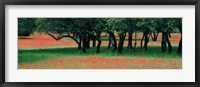Framed Indian Paintbrushes And Scattered Oaks, Texas Hill Co, Texas, USA