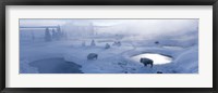 Framed Bison West Thumb Geyser Basin Yellowstone National Park, Wyoming, USA