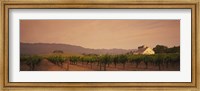 Framed Trees In A Vineyards, Napa Valley, California, USA