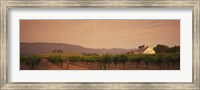 Framed Trees In A Vineyards, Napa Valley, California, USA