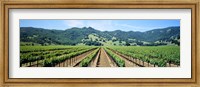 Framed Napa Valley Vineyards Hopland, CA