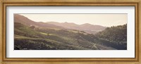 Framed High angle view of a vineyard in a valley, Sonoma, Sonoma County, California, USA