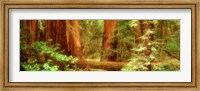 Framed Muir Woods, Trees, National Park, Redwoods, California