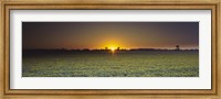 Framed Field of Safflower at dusk, Sacramento, California, USA