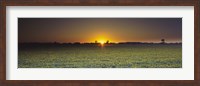 Framed Field of Safflower at dusk, Sacramento, California, USA