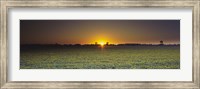 Framed Field of Safflower at dusk, Sacramento, California, USA