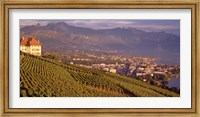 Framed Vineyard at a hillside, Lake Geneva, Vevey, Vaud, Switzerland