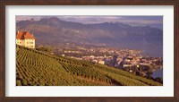 Framed Vineyard at a hillside, Lake Geneva, Vevey, Vaud, Switzerland