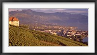 Framed Vineyard at a hillside, Lake Geneva, Vevey, Vaud, Switzerland