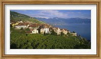 Framed Village Rivaz between Vineyards & Mts. Lake Geneva Switzerland