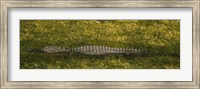 Framed Alligator flowing in a canal, Big Cypress Swamp National Preserve, Tamiami, Ochopee, Florida, USA