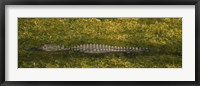 Framed Alligator flowing in a canal, Big Cypress Swamp National Preserve, Tamiami, Ochopee, Florida, USA