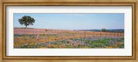 Framed Texas Bluebonnets And Indian Paintbrushes In A Field, Texas Hill Country, Texas, USA