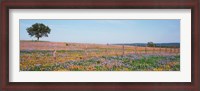 Framed Texas Bluebonnets And Indian Paintbrushes In A Field, Texas Hill Country, Texas, USA