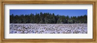 Framed Rocks in snow covered landscape, Hickory Run State Park, Pocono Mountains, Pennsylvania, USA