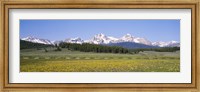 Framed Flowers in a field with a mountain in the background, Sawtooth Mountains, Sawtooth National Recreation Area, Stanley, Idaho, USA