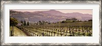 Framed Vineyard on a landscape, Asti, California, USA
