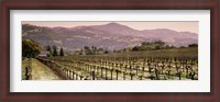 Framed Vineyard on a landscape, Asti, California, USA