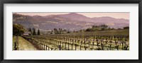Framed Vineyard on a landscape, Asti, California, USA