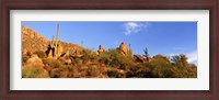 Framed Saguaro Cactus, Sonoran Desert, Arizona, United States