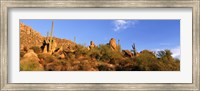 Framed Saguaro Cactus, Sonoran Desert, Arizona, United States