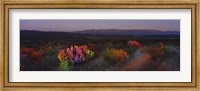 Framed Flowers in a field, Big Bend National Park, Texas, USA