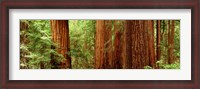 Framed Redwoods Muir Woods CA USA