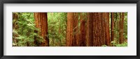 Framed Redwoods Muir Woods CA USA