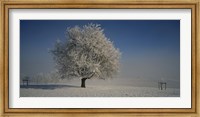 Framed Cherry Tree in a Snowy Landscape, Aargau, Switzerland