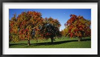 Framed Pear trees in a field, Swiss Midlands, Switzerland