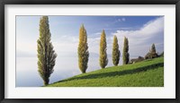 Framed Switzerland, Lake Zug, Row of Populus Trees near a lake