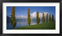 Framed Row of poplar trees along a lake, Lake Zug, Switzerland