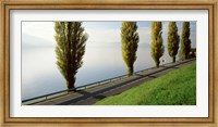 Framed Trees along a lake, Lake Zug, Switzerland