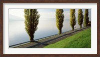 Framed Trees along a lake, Lake Zug, Switzerland
