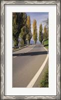 Framed Switzerland, Lake Zug, View of Populus Trees lining a road