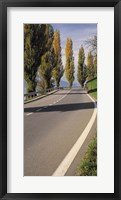 Framed Switzerland, Lake Zug, View of Populus Trees lining a road
