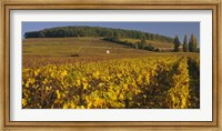 Framed Vineyard on a landscape, Bourgogne, France
