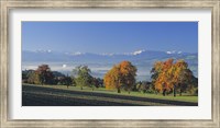 Framed Switzerland, Reusstal, Panoramic view of Pear trees in the Swiss Midlands