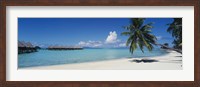 Framed Palm Tree On The Beach, Moana Beach, Bora Bora, Tahiti, French Polynesia