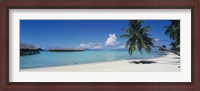 Framed Palm Tree On The Beach, Moana Beach, Bora Bora, Tahiti, French Polynesia