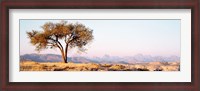 Framed Tree in a field with a mountain range in the background, Debre Damo, Tigray, Ethiopia
