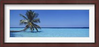 Framed Palm tree in the sea, Maldives