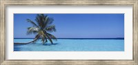 Framed Palm tree in the sea, Maldives