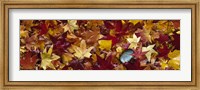 Framed Maple leaves