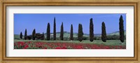 Framed Field Of Poppies And Cypresses In A Row, Tuscany, Italy