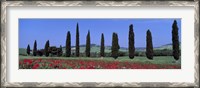 Framed Field Of Poppies And Cypresses In A Row, Tuscany, Italy