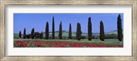 Framed Field Of Poppies And Cypresses In A Row, Tuscany, Italy